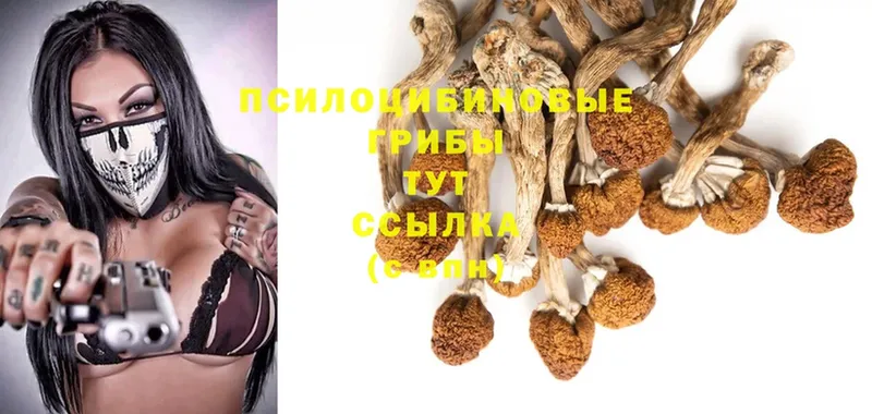 Псилоцибиновые грибы MAGIC MUSHROOMS  omg ONION  Козьмодемьянск 